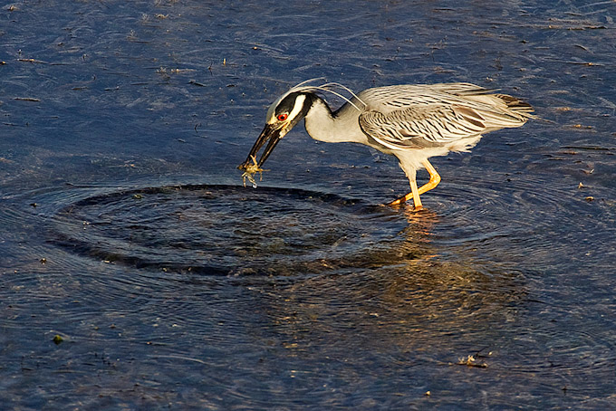 004-RobSmith-A-Yellow-Crowned-Night-Heron-with-Crab