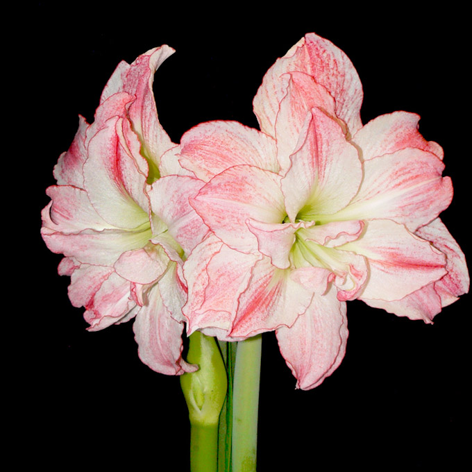 062-MeritaMcKenzie-A-Apple-Blossom-Amaryllis.jpg