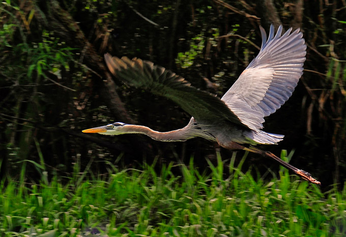 56-RonaldAuthier_A_Florida-Swamp-Flight