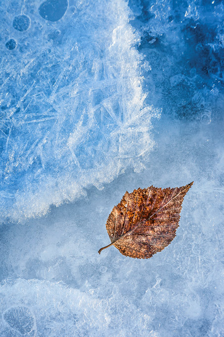 02-Mike-Leonard-A-Ice-and-leaf