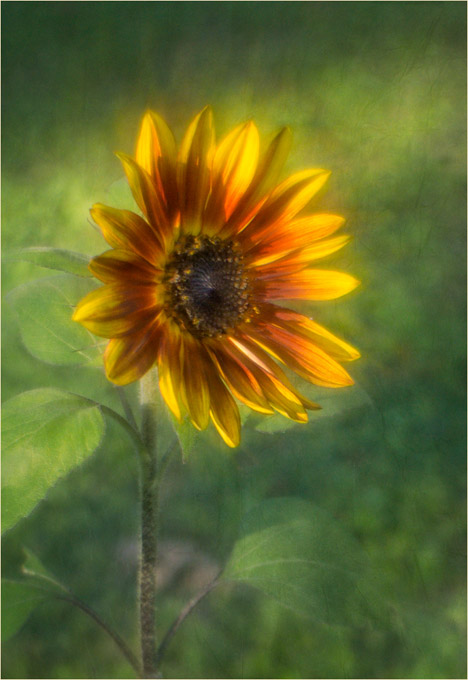 62-Mike-Cempa-A-Painted_Sunflower