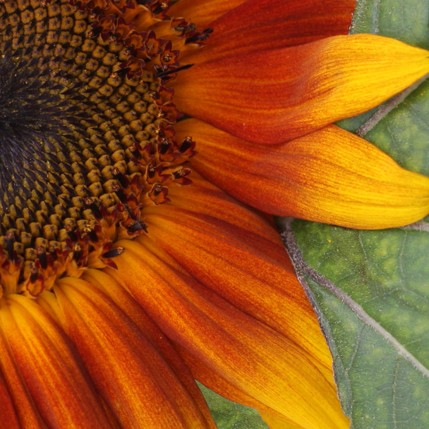 08-MeritaMckenzie-A-Sunflower