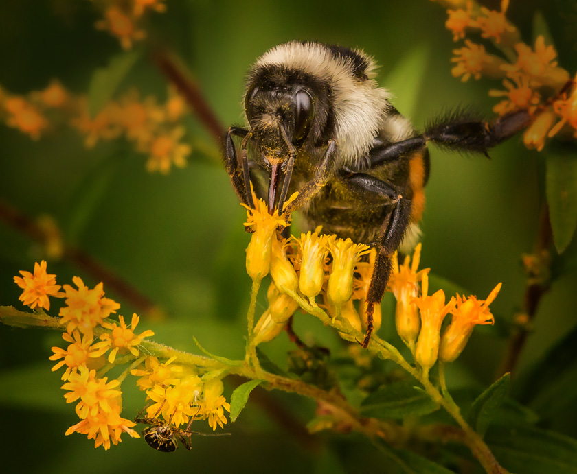 22-Mike_Leonard_A_Pollen-Collecting