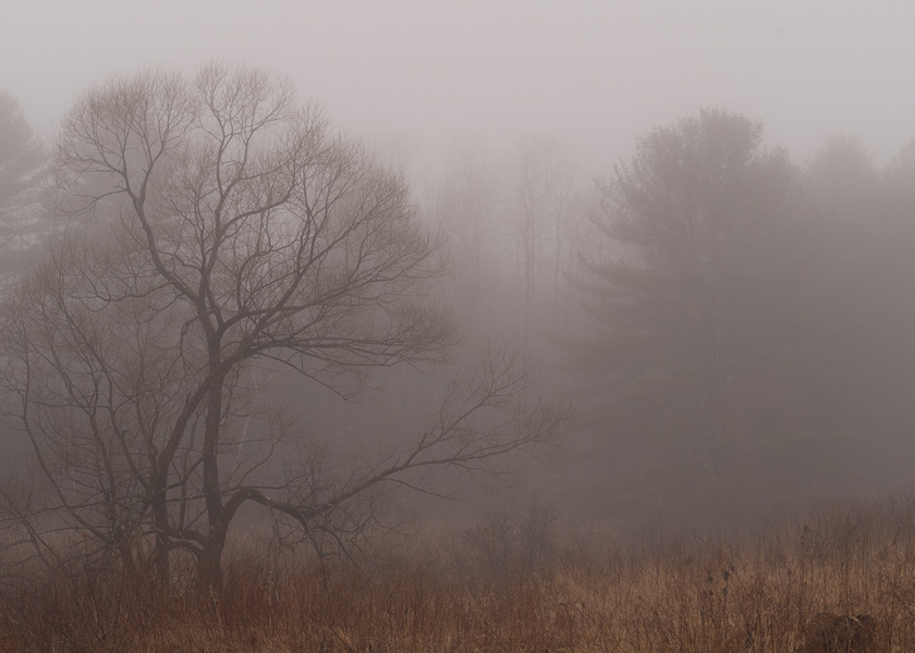 26-c-clint-merrill-b-foggy-forest