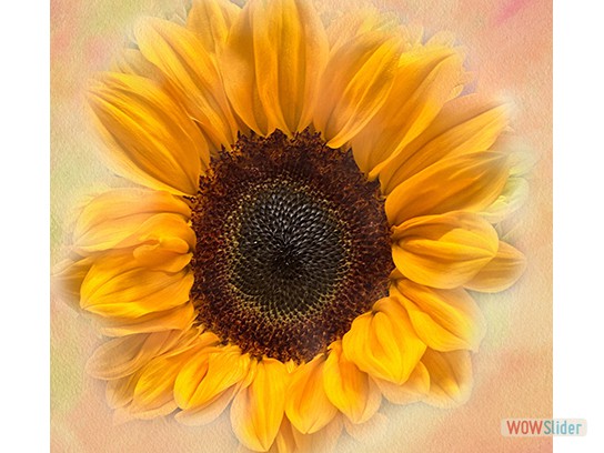 Rob-Olson-Sunflower